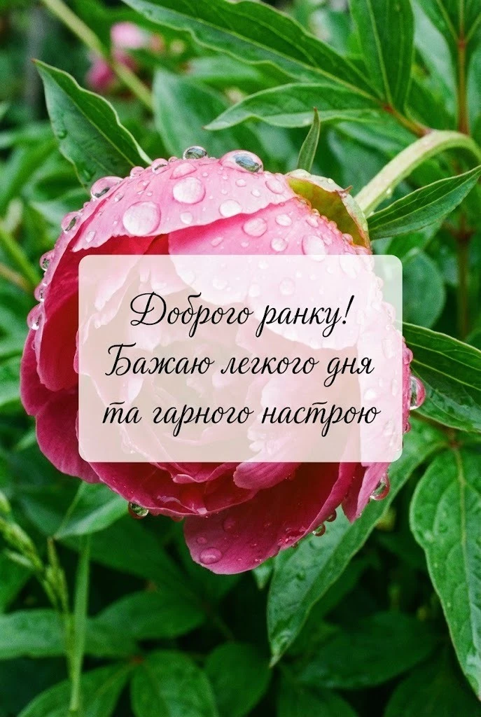 Привітання доброго ранку: душевні побажання та красиві картинки для гарного настрою